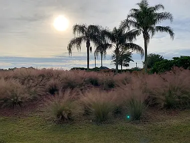 Ornamental muhly grass catching the late sun beneath a row of queen palms.