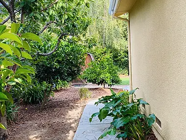 A shaded garden path winds past citrus trees and a tucked-away storage shed.